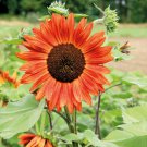 300 flower seed 300  Velvet Queen Sunflower    #IEB15