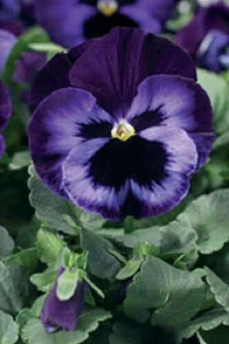 flowe seeds  Pansy  Character Electrified Violet, 50 seed  #IEB15