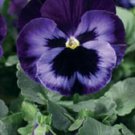 flowe seeds  Pansy  Character Electrified Violet, 50 seed  #IEB15