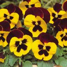 50 flower seeds   Snow Pansy Seeds Yellow And Red   #IEB15