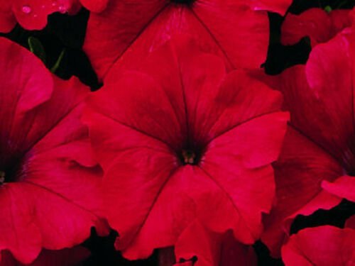 red Pelleted Candypops Petunia  flower seeds,50 seeds  #IEB15