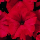 red Pelleted Candypops Petunia  flower seeds,50 seeds  #IEB15