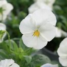 flower seeds white Pansy Crystal  50 seeds     #IEB15