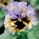 flower seeds Pansy   Frizzle Sizzle Yellow Blue Swirl 50 seeds, easy to grow  #IEB15