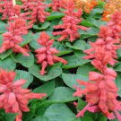Salvia Seeds Reddy Pink  50 flower seeds, easy to grow   #IEB15
