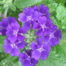 flower seeds blue Verbena Seeds Quartz,50 seeds  #IEB15