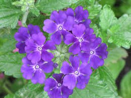 flower seeds blue Verbena Seeds Quartz,50 seeds  #IEB15