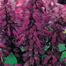 purple Salvia Seeds Reddy, 50 Flower Seeds#IEB15