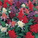 50 flower seeds Salvia Seeds Sizzler Mix  color,easy to grow   #IEB15
