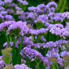 250 flower seeds Statice Seeds Fortress Heavenly Blue, easy to grow     #IEB15