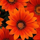 50 flower seeds Gazania Seeds Bronze, easy to grow    #IEB15