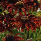 100 flower seeds  Rudbeckia Moreno, easy to grow     #IEB15