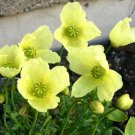 250 flower seeds  Papaver Moondance Poppy, easy to grow   #IEB15