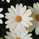 100 Flower Seeds African Daisy Seeds White, easy to grow    #IEB15
