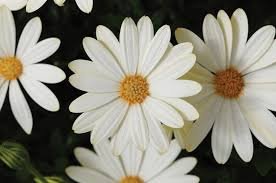 100 Flower Seeds African Daisy Seeds White, easy to grow    #IEB15