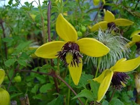 flower seeds yellow Clematis  Helios,50 seeds    #IEB15