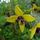 flower seeds yellow Clematis  Helios,50 seeds    #IEB15