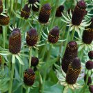 Rudbeckia Green Wizard 50 Flower Seeds, easy to grow   #IEB15