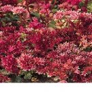 500 seeds Sedum   Splendid Purple, easy to grow  #IEB15
