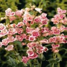 Penstemon Seeds Flagstaff Rose  50 Flower Seeds #IEB15