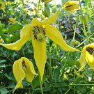 50 flower seeds yellow Clematis Seeds Radar love , easy to grow   #IEB15