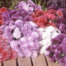 50 Aster Seeds Harry Potter Mix colors, great for your garden   #IEB15
