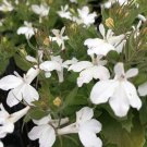 50 white Lobelia   Palace  Flower Seeds, easy to grow  #IEB15