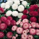 Flower Seeds Bellis Seeds Habanera Mix colors, 50 seeds #IEB15
