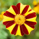 50 Marigold Mr. Majestic Marigold flower Seeds #IEB15