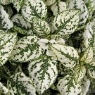 50 white Hypoestes Seeds Select, easy to grow   #IEB15