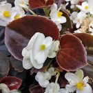 50 flower seeds Pelleted Begonia Seeds Chocolates White   #IEB15