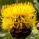 50 flower seeds yellow  Centaurea Seeds Macrocephala Lemon #IEB15