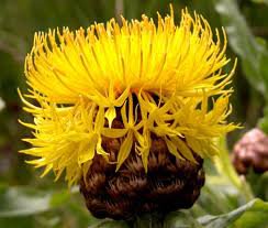 50 flower seeds yellow  Centaurea Seeds Macrocephala Lemon #IEB15