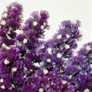250 Flower Seeds Statice Seeds Fortress Purple     #IEB15