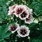 Malva Sylvestris Hollyhock French Mallow 50 flower seeds  #IEB15