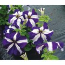 50 flower seeds Ultra Blue Star   Petunia, easy to grow    #IEB15
