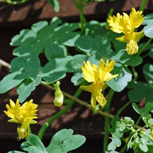50 Nasturtium  Canary Bird Vine flower seeds   #IEB15