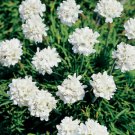 50 flower seedss Armeria  White, easy to grow   #IEB15