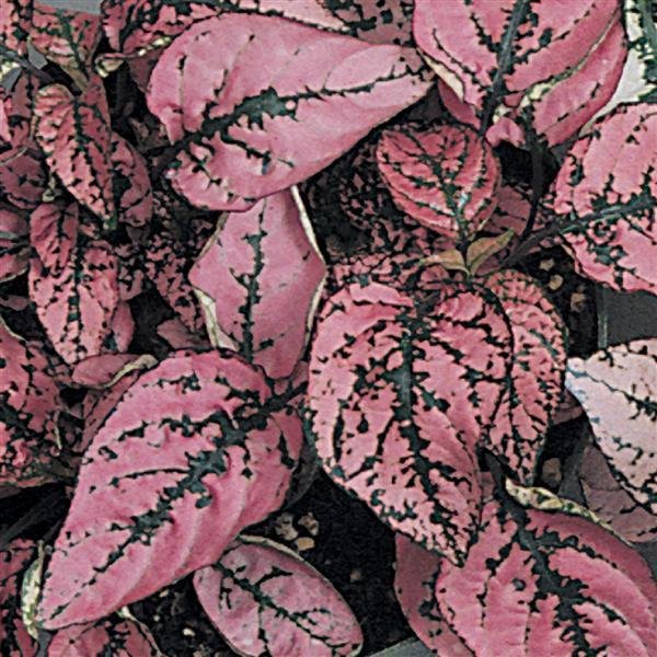 50 Hypoestes Select Rose flower seeds #IEB15