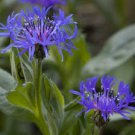 50 flower seeds Corn Centaurea Montana  Perennial, esy to grow   #IEB15