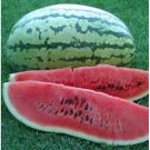 3 g packet seeds Watermelon Striped Klondike Blue Ribbon   #IEB16