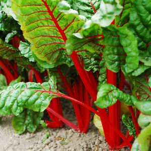 5 G Packet Ruby Red Swiss Chard Garden Seeds   #IEB16