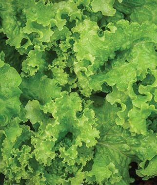 2.5 G Packet  Lettuce - Black Seeded Simpson  Garden Seeds #IEB16