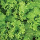 2.5 G Packet  Lettuce - Black Seeded Simpson  Garden Seeds #IEB16