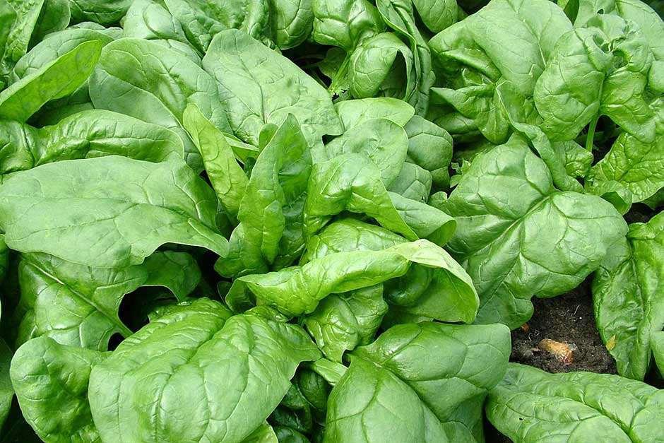 Vegetable seeds Giant Nobel Spinach , 8 G Packet   #IEB16