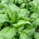 Vegetable seeds Giant Nobel Spinach , 8 G Packet   #IEB16
