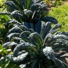 Garden Seeds Lacinato Kale Vegetable, 2 G Packet    #IEB16
