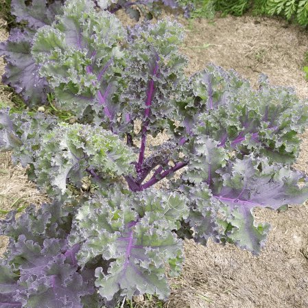 2 G Packet Red Russian Kale Garden Seeds    #IEB16