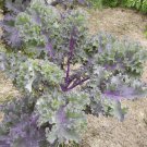 2 G Packet Red Russian Kale Garden Seeds    #IEB16