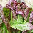 Garden Seeds Cimmaron Romaine Lettuce, 2.5 G Packet    #IEB16